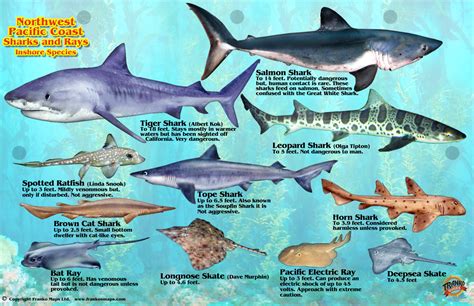 Pacific Northwest Sharks & Rays Card – Frankos Maps