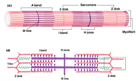 Anatomy And Physiology The Sliding Filament Theory Of Muscle