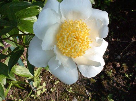 Paeonia Paeoniaceae Image At Plantsystematics Org