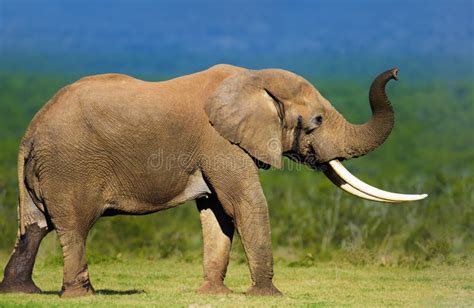 Elephant with large tusks stock photo. Image of ivory - 25751108