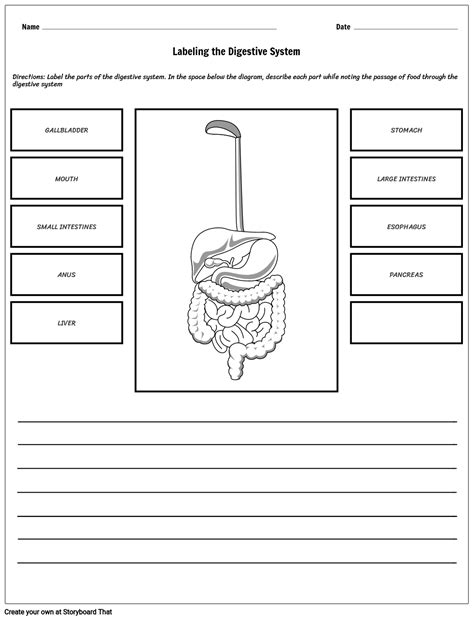 Digestive System Handouts