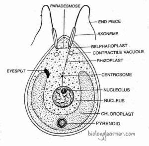 Chlamydomonas Features Occurrance Structure Reproduction