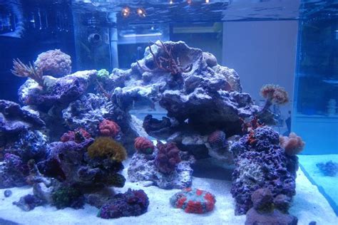 Aquascaping Show Your Skills Page 3 Aquascape Nano Reef Tank