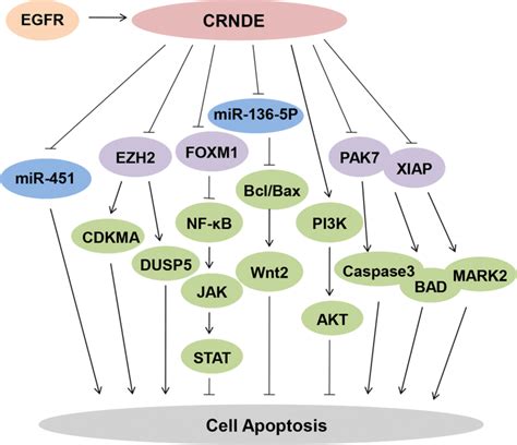 Crnde Prominently Inhibits Cell Apoptosis By Regulating Several