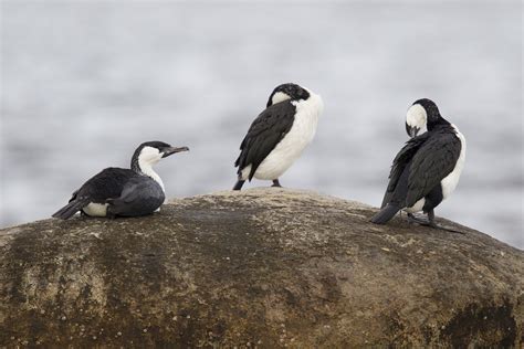 Cormorants Darters Boobies Gannets Frigatebird And Shags Quality