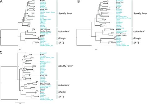 Phylogenetic Analysis Of Viruses In Phenuiviridae Bayesian