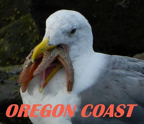 Oregon Coast Seagull Eating Starfish Photograph by Gallery Of Hope