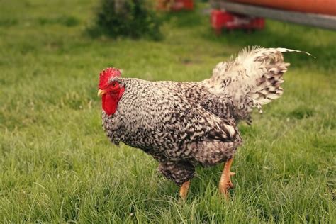 Barred Rock Chicken Breed Information And Owners Guide Chickens And More