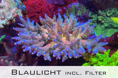 Acropora Tenuis Rainbow Cto Communitycorals