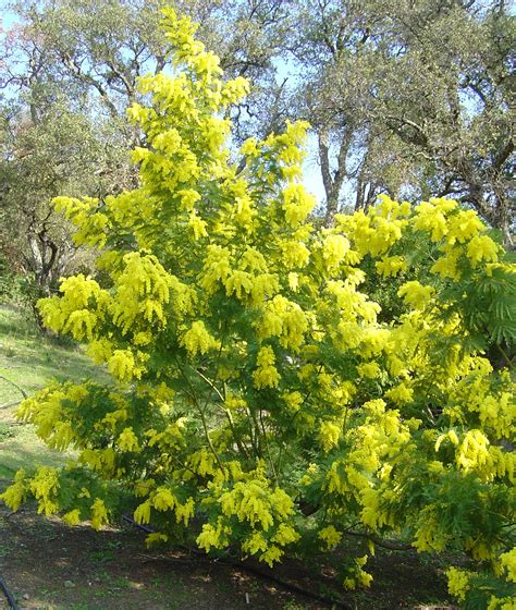 Acacia Dealbata Gaulois