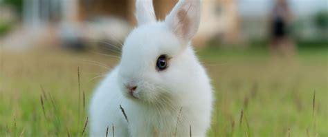 Blue Eyed Netherland Dwarf Rabbits