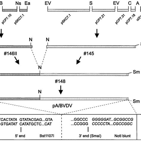 Construction Of Bvdv Full Length Cdna Clone Pa Bvdv The Upper Region