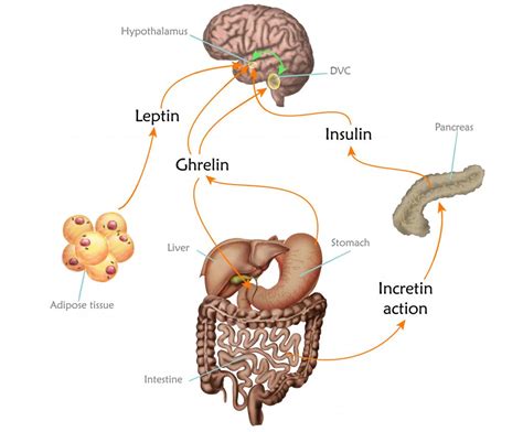 Leptin And Ghrelin The 1 Reason Why People Cant Lose Weight Health