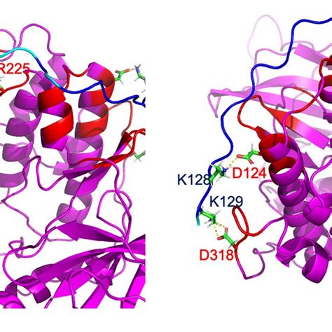 Binding Interfaces In The Simulated Pea Erk Complex Pea Is