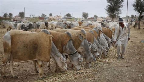 Indias Livestock Population Decreases By 333 Percent Census