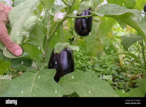 Aubergines Greenhouse Hi Res Stock Photography And Images Alamy