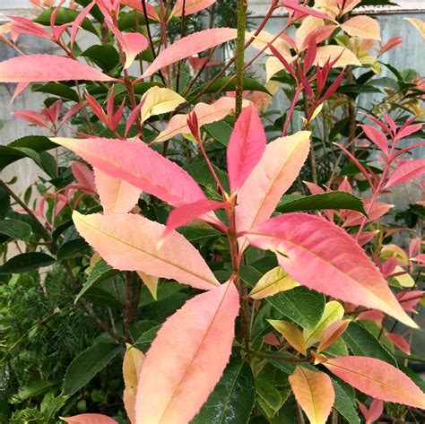 atlanta botanical garden in gainesville ga 9