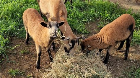 American Blackbelly Sheep Youtube