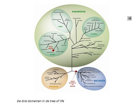 Biologie Thema 1 Tree Of Life Diagram Quizlet