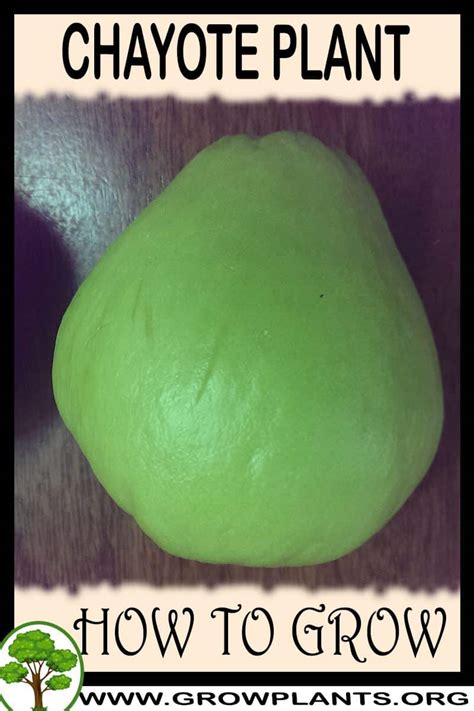 Chayote Plant How To Grow Care