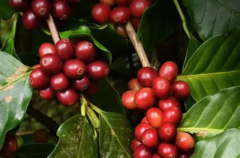 Agro em Dados destaca cenário atual do cultivo de café arábica em Goiás