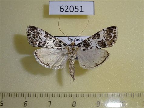 Crambidae Sp Uganda Fareastinsects