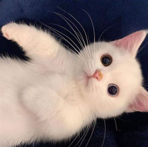 Adorable White Kitten With Wide Open Eyes