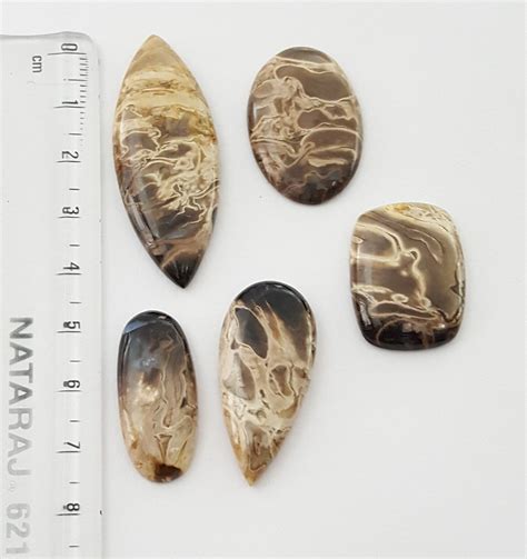 5 Pcs Lot Of Petrified Palm Wood Fossil Palm Wood Roots Etsy
