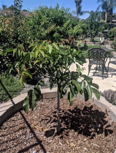 Placentia Walnut General Fruit Growing Growing Fruit