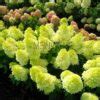 Vanilla Strawberry Hydrangea Seeds OutletTrends.com Free Shipping Up to ...