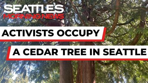 Activists Have Climbed A Cedar Tree In Seattle To Stop It From Being