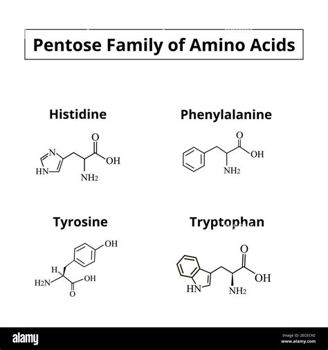 Tyrosine Amino Acid Structure