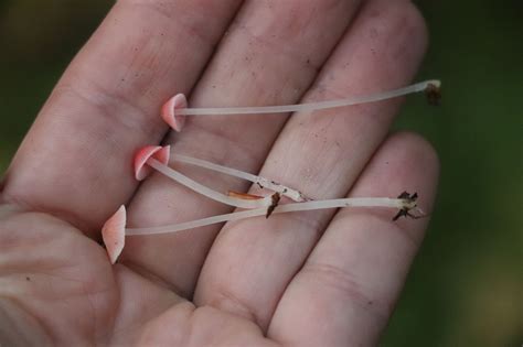 Mycena Acicula The Ultimate Mushroom Guide