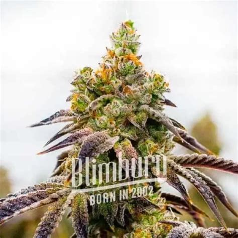 Black Domina X Afghan Kush Strain 21 Thc Female Seeds