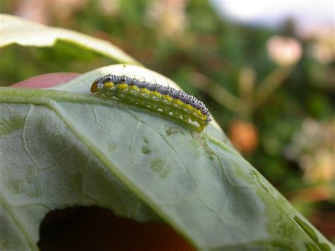 Vegetable Caterpillars In Brassica Crops Umass Center For Agriculture Food And The Environment