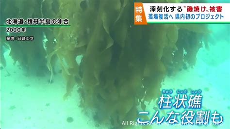 宮城の海で磯焼けが深刻化 コンクリートブロックで藻場復活プロジェクト Khb東日本放送