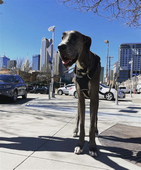 Meet Zeus The Tallest Dog In The World Rocky Kanaka