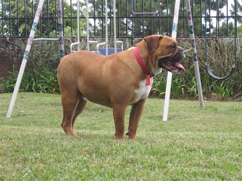 Are Valley Bulldogs Born With Tails