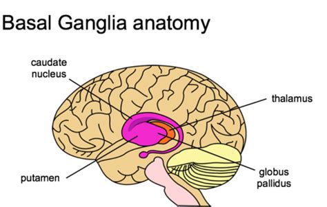 Lecture 8 Anatomy Function Of The Basal Ganglia Flashcards Quizlet