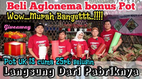 Beli Aglonema Bonus Pot Langsung Dari Pabriknya Harga Aglaonema Disini