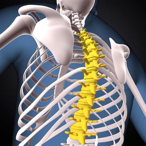 Premium Photo Human Skeleton Anatomy Thoracic Curve Bones D Illustration