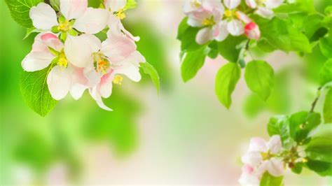 Wallpaper 1920x1080 Px Apples Blossoms Branches Flowers Leaves