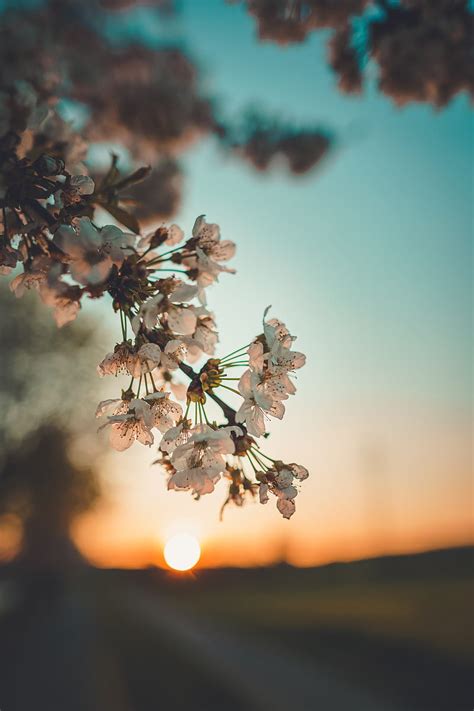 HD Sunset And Flowers Wallpapers Peakpx, 54% OFF