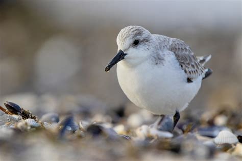 Sanderling Im Muschelhaufen Foto And Bild Nature Natur Vogel Bilder