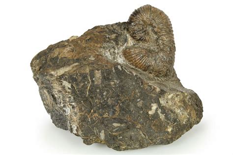 1.1" Cretaceous Fossil Heteromorph (Scaphites) Ammonite - Utah (#266728 ...