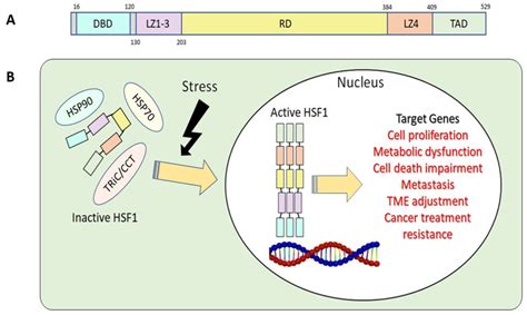 A Basic Structure Of Human Hsf1 Dbd Dna Binding Domain Lz1 3