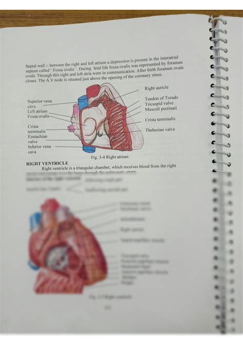 SOLUTION Cardiovascular System Studypool