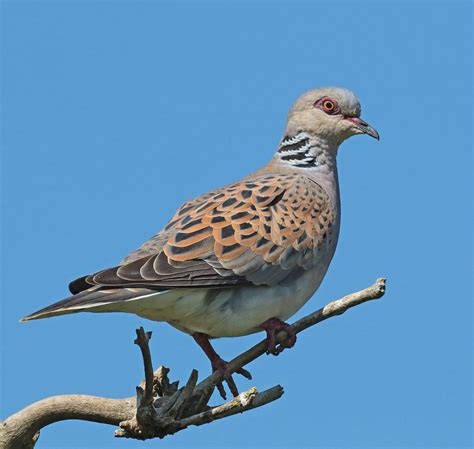 Photographing The Rspb Titchwell Turtle Doves Operation Turtle Dove