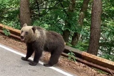 Ultima fiță în materie de turism în România Se organizează safari cu