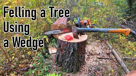 Felling A Tree Using A Wedge Felling A Tree Safely How To Use A